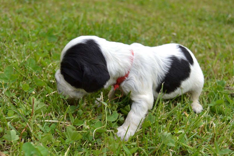 7d - fenka červená.JPG